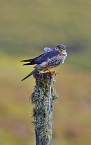 Merlin (Falco columbarius) male on tree stump, Shetland, Scotland, UK. July.