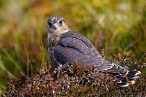 Merlin (Falco columbarius) juvenile in heather,  Shetland, Scotland, UK. July.