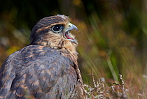 Merlin (Falco columbarius) juvenile, Shetland, Scotland, UK. July.
