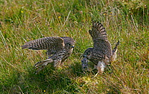 Merlin (Falco columbarius) female watching as her juvenile feeds, Shetland, Scotland, UK. July.