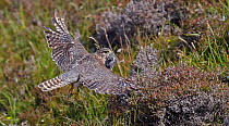 Merlin (Falco columbarius) female taking off with prey, Shetland, Scotland, UK. July.