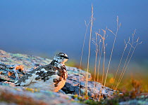 Ptarmigan (Lagopus mutus) in transition from winter to summer plumage, Ivalo, Finland, June