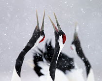 Red-crowned Cranes (Grus japonensis) displaying and calling in snow, Hokkaido, Japan, February
