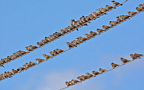 Common Starlings (Sturnus vulgaris) large group resting on telephone cables, Helsinki, Finland, September