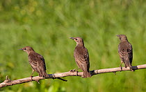 Common Starling (Sturnus vulgaris) juveniles perched, Hungary June