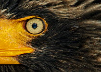 Steller's Eagle (Haliaeteus pelagicus) close up of eye, Hokkaido, Japan, February