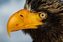 Steller's Eagle (Haliaeteus pelagicus) close up of head and beak, Hokkaido, Japan, February