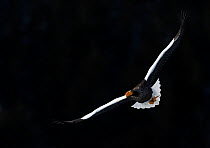 Steller's Eagle (Haliaeteus pelagicus) flying, with black background, Hokkaido, Japan, February