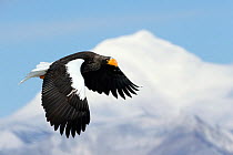 Steller's Eagle (Haliaeteus pelagicus) flying past snowy mountain peak, Hokkaido, Japan, February