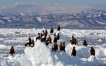 Steller's Eagle (Haliaeteus pelagicus) group on ice floe, Hokkaido, Japan, February
