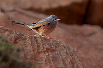 Tristram's Warbler (Sylvia deserticola) Morocco March