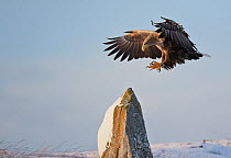 White-tailed Eagle (Haliaeetus albicilla) landing on snowy rock, Norway, November