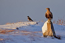 White-tailed Eagle (Haliaeetus albicilla) perched on snowy rock with Hooded crow (Corvus cornix)  in background, Norway, November