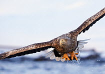 White-tailed Eagle (Haliaeetus albicilla), Norway, November. See 01490231 for cropped version.