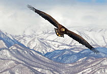 White-tailed Eagle (Haliaeetus albicilla) in flight with mountains in background, Hokkaido, Japan, February
