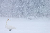 Whooper Swan (Cygnus cygnus) standing in snowfall,Hokkaido, Japan, February