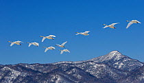 Whooper Swan (Cygnus cygnus) flock in flight over mountains,  Hokkaido, Japan, February