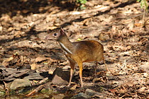 Lesser mousedeer (Tragulus kanchil) Thailand, February