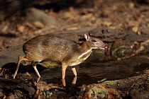 Lesser mousedeer (Tragulus kanchil) at water, Thailand, February