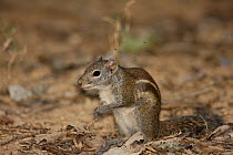 Indochinese ground squirrel (Menetes berdmorei) and mosquitoes, Thailand, February