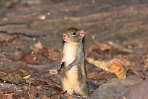 Indochinese ground squirrel (Menetes berdmorei) standing on hind legs, Thailand, February