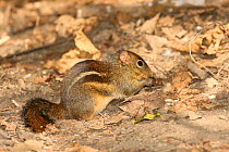 Indochinese ground squirrel (Menetes berdmorei) feeding, Thailand, February