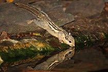 Himalayan striped squirrel (Tamiops mcclellandii) drinking, Thailand, February