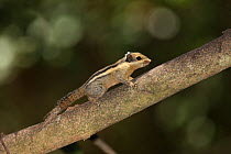 Himalayan striped squirrel (Tamiops mcclellandii) Thailand, February