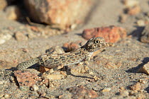 Carter's day gecko (Pristurus carteri) among rocks, Oman, December