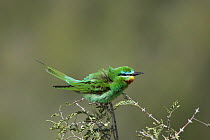 Blue cheeked bee eater (Merops persicus) ruffling feathers, Oman, April