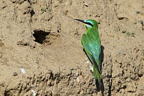 Blue cheeked bee eater (Merops persicus) at nest hole, Oman, April