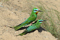 Blue cheeked bee eater (Merops persicus) pair prior to copulation, Oman, April