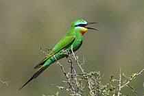 Blue cheeked bee eater (Merops persicus) perched, with beak open to thermoregulate, Oman, April