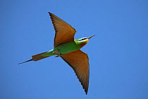 Blue cheeked bee eater (Merops persicus) in flight, Oman, April
