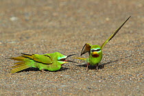 Blue cheeked bee eater (Merops persicus) pair displaying, Oman, April