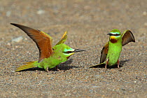 Blue cheeked bee eater (Merops persicus) pair displaying, Oman, April