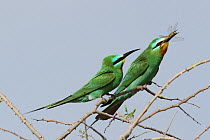 Blue cheeked bee eater (Merops persicus) courtship, male with dragonfly gift for female, Oman, April