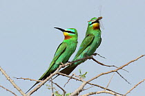 Blue cheeked bee eater (Merops persicus) courting pair, male with dragonfly gift for female, Oman, April
