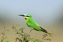 Blue cheeked bee eater (Merops persicus) perched, Oman, April