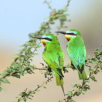 Blue cheeked bee eater (Merops persicus) pair perched, Oman, April