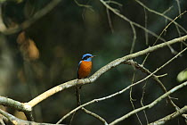 Blue capped rock thrush (Monticola cinclorhynchus) male on branch, India, January
