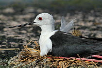 Black winged stilt (Himantopus himantopus) adult with chick on its back on nest, Oman, April