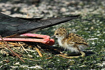 Black winged stilt (Himantopus himantopus) chick,Oman, April