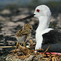 Black winged stilt (Himantopus himantopus) adult and chick in nest, Oman, April