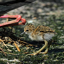 Black winged stilt (Himantopus himantopus) chick by adult's legs, Oman, April