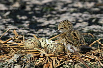 Black winged stilt (Himantopus himantopus) chick and eggs in nest, Oman, April