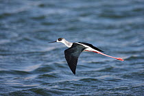 Black winged stilt (Himantopus himantopus) in flight, Oman, December