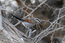 Black crowned tchagra (Tchagra senegalus) juvenile, Oman, November