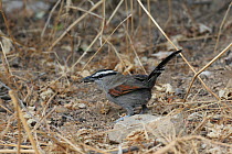 Black crowned tchagra (Tchagra senegalus) adult feeding, Oman, November