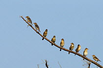 Baya weaver (Ploceus philippinus) group lined up on branch, India, February